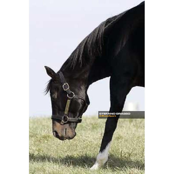 Storm Cat Overbrook Farm Lexington (KY), 6th nov.2006 ph.Stefano Grasso