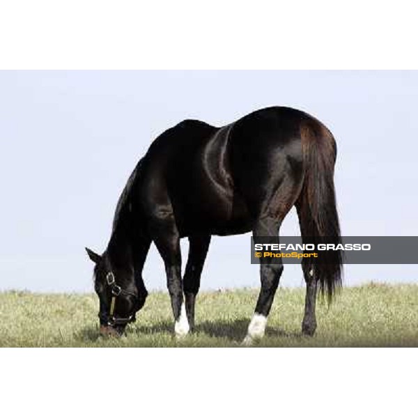 Storm Cat Overbrook Farm Lexington (KY), 6th nov.2006 ph.Stefano Grasso