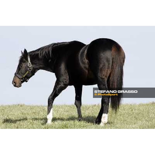 Storm Cat Overbrook Farm Lexington (KY), 6th nov.2006 ph.Stefano Grasso