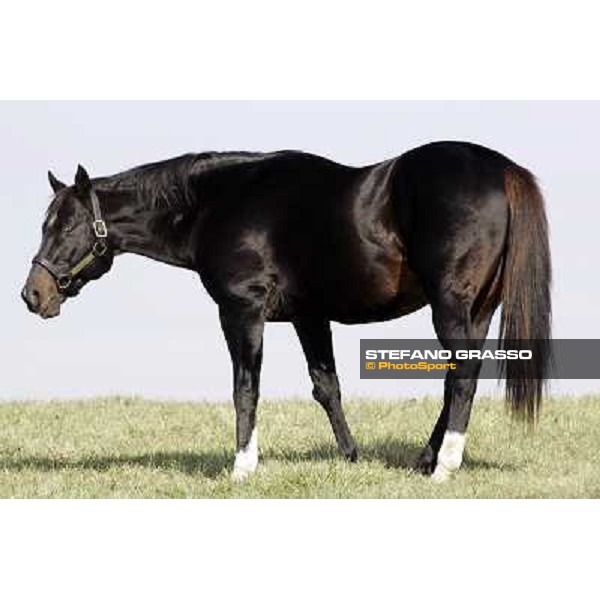 Storm Cat Overbrook Farm Lexington (KY), 6th nov.2006 ph.Stefano Grasso