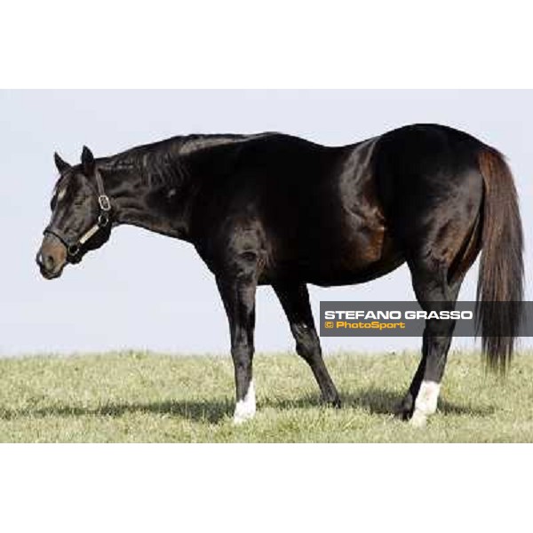 Storm Cat Overbrook Farm Lexington (KY), 6th nov.2006 ph.Stefano Grasso