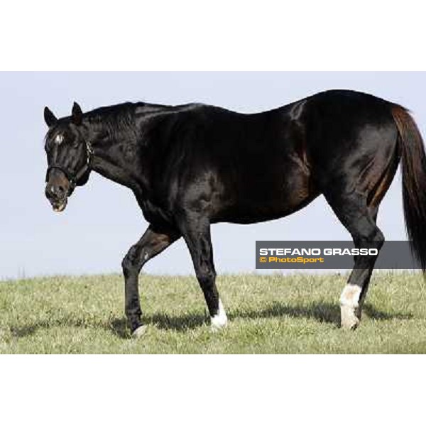Storm Cat Overbrook Farm Lexington (KY), 6th nov.2006 ph.Stefano Grasso