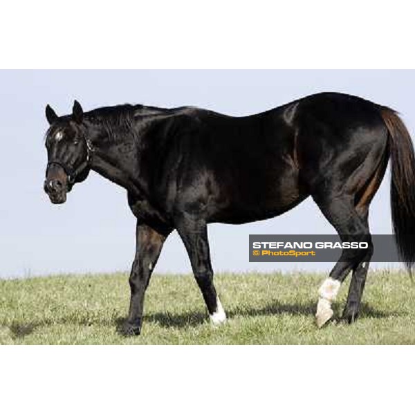Storm Cat Overbrook Farm Lexington (KY), 6th nov.2006 ph.Stefano Grasso