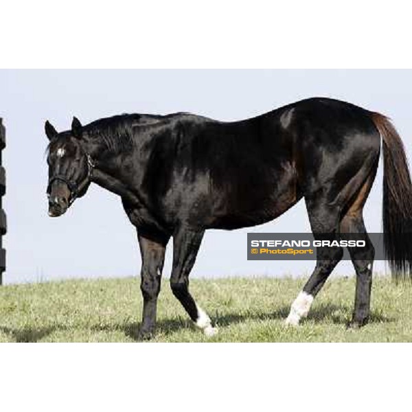 Storm Cat Overbrook Farm Lexington (KY), 6th nov.2006 ph.Stefano Grasso