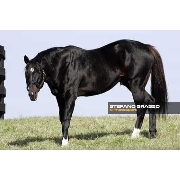 Storm Cat Overbrook Farm Lexington (KY), 6th nov.2006 ph.Stefano Grasso