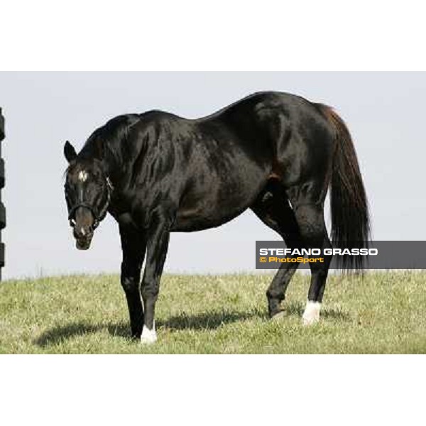 Storm Cat Overbrook Farm Lexington (KY), 6th nov.2006 ph.Stefano Grasso