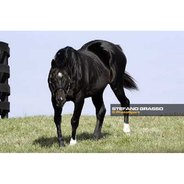 Storm Cat Overbrook Farm Lexington (KY), 6th nov.2006 ph.Stefano Grasso