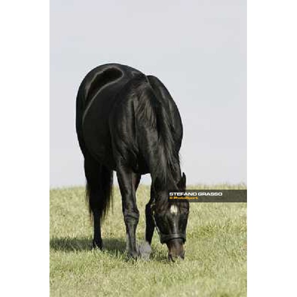 Storm Cat Overbrook Farm Lexington (KY), 6th nov.2006 ph.Stefano Grasso
