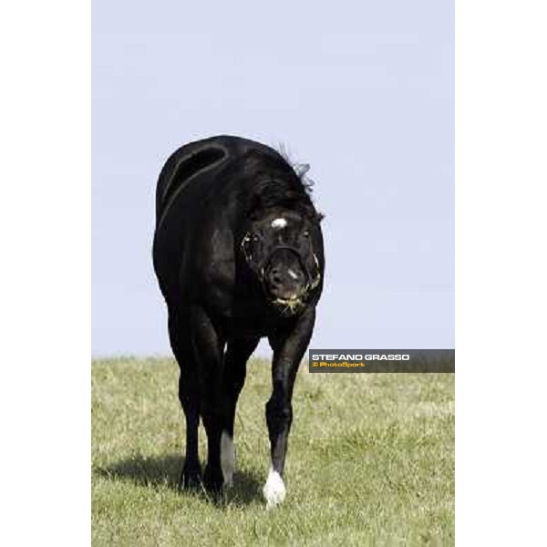 Storm Cat Overbrook Farm Lexington, 6th nov. 2006 ph. Stefano Grasso