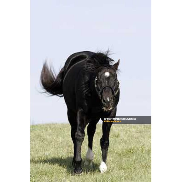 Storm Cat Overbrook Farm Lexington, 6th nov. 2006 ph. Stefano Grasso