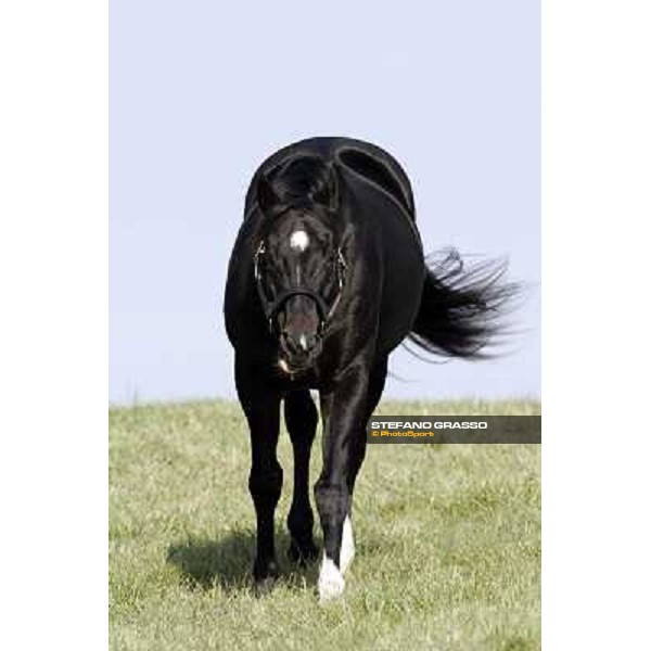 Storm Cat Overbrook Farm Lexington, 6th nov. 2006 ph. Stefano Grasso