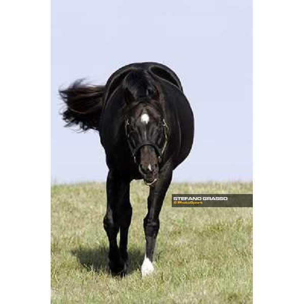 Storm Cat Overbrook Farm Lexington, 6th nov. 2006 ph. Stefano Grasso