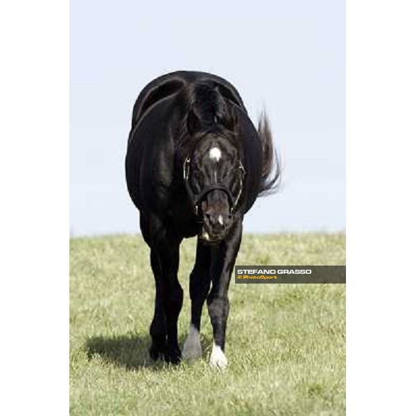 Storm Cat Overbrook Farm Lexington, 6th nov. 2006 ph. Stefano Grasso