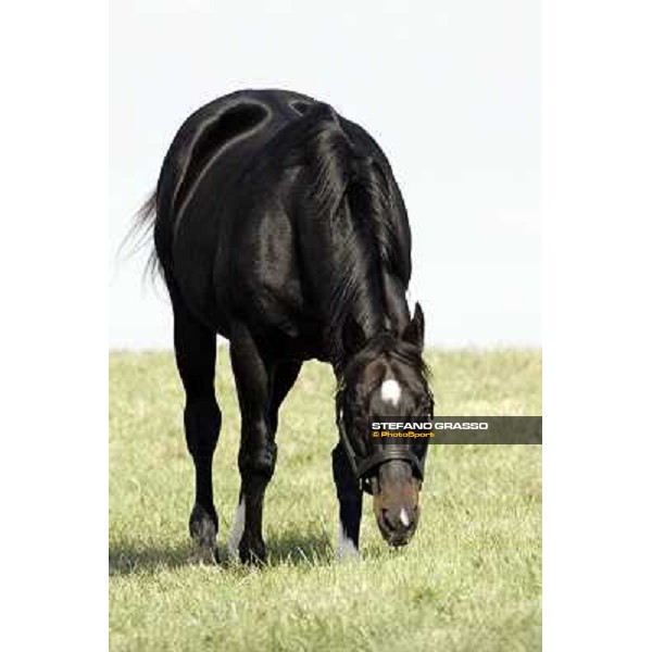 Storm Cat Overbrook Farm Lexington, 6th nov. 2006 ph. Stefano Grasso
