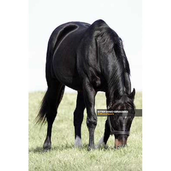 Storm Cat Overbrook Farm Lexington, 6th nov. 2006 ph. Stefano Grasso