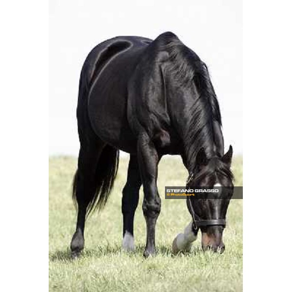 Storm Cat Overbrook Farm Lexington, 6th nov. 2006 ph. Stefano Grasso
