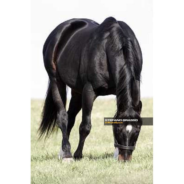 Storm Cat Overbrook Farm Lexington, 6th nov. 2006 ph. Stefano Grasso
