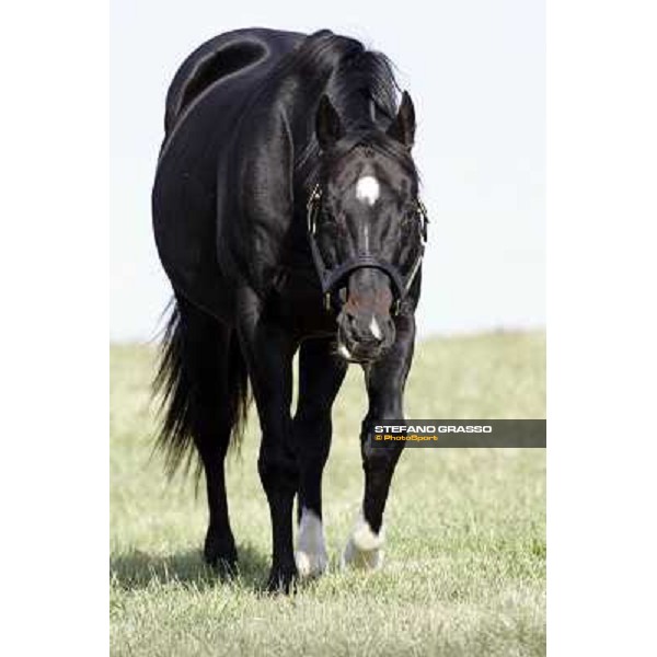 Storm Cat Overbrook Farm Lexington, 6th nov. 2006 ph. Stefano Grasso