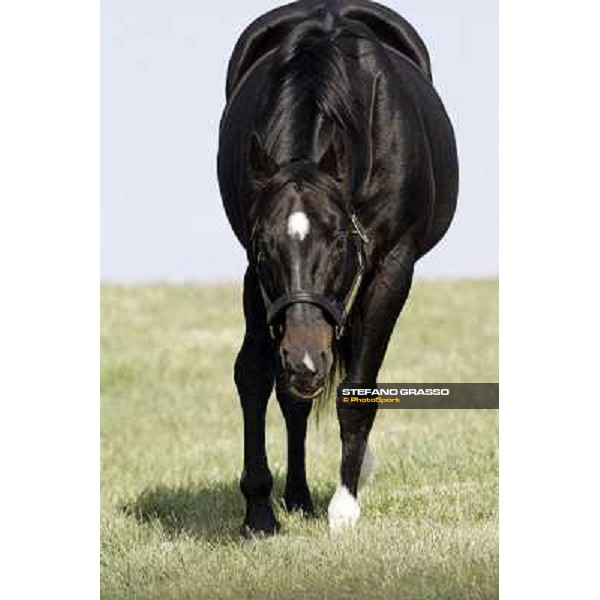 Storm Cat Overbrook Farm Lexington, 6th nov. 2006 ph. Stefano Grasso