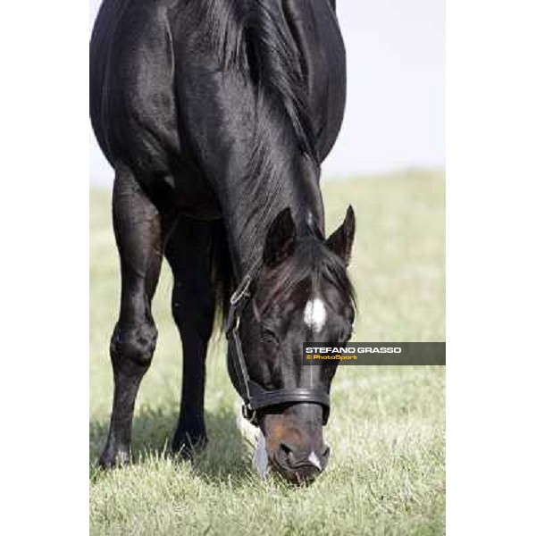 Storm Cat Overbrook Farm Lexington, 6th nov. 2006 ph. Stefano Grasso