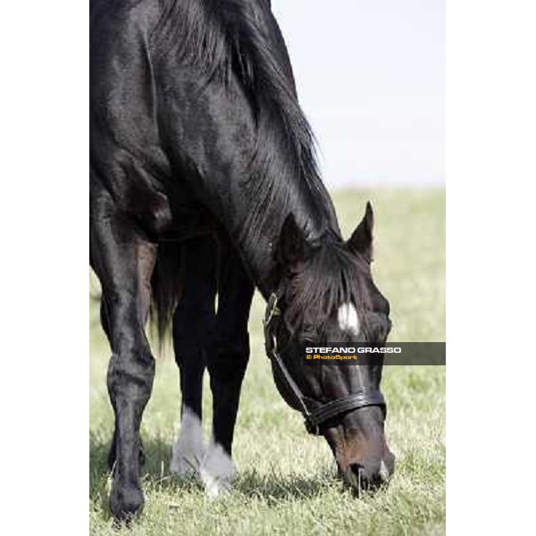 Storm Cat Overbrook Farm Lexington, 6th nov. 2006 ph. Stefano Grasso