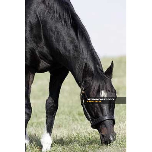 Storm Cat Overbrook Farm Lexington, 6th nov. 2006 ph. Stefano Grasso