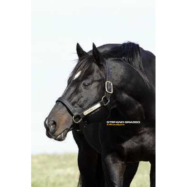 Storm Cat Overbrook Farm Lexington, 6th nov. 2006 ph. Stefano Grasso