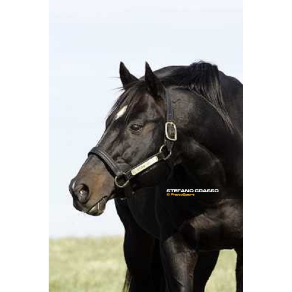 Storm Cat Overbrook Farm Lexington, 6th nov. 2006 ph. Stefano Grasso