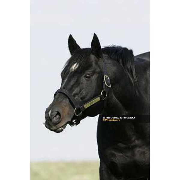 Storm Cat Overbrook Farm Lexington, 6th nov. 2006 ph. Stefano Grasso