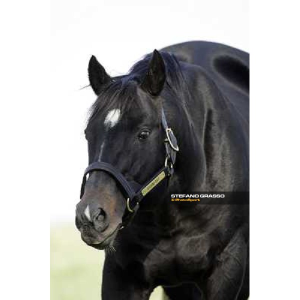 Storm Cat Overbrook Farm Lexington, 6th nov. 2006 ph. Stefano Grasso