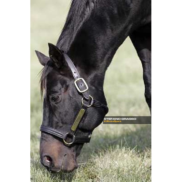 Storm Cat Overbrook Farm Lexington, 6th nov. 2006 ph. Stefano Grasso