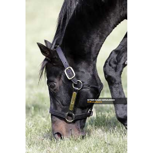 Storm Cat Overbrook Farm Lexington, 6th nov. 2006 ph. Stefano Grasso