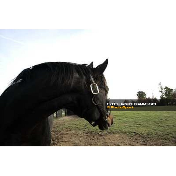 Storm Cat Overbrook Farm Lexington, 6th nov. 2006 ph. Stefano Grasso