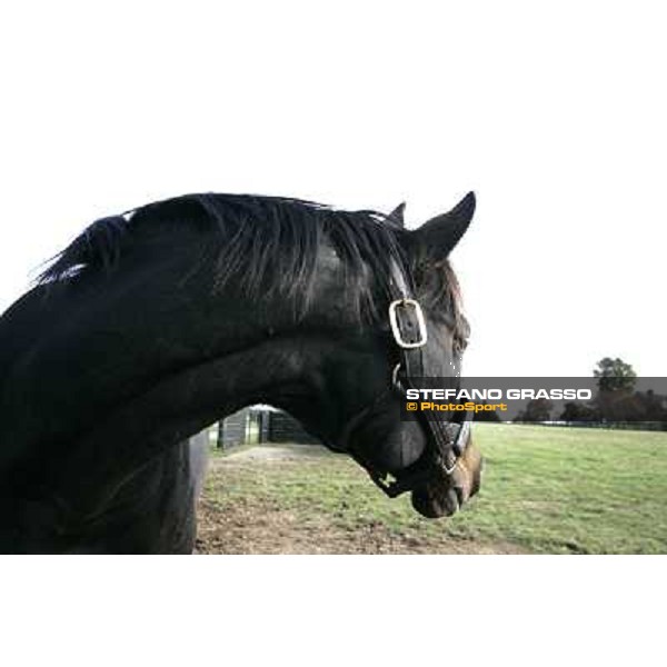 Storm Cat Overbrook Farm Lexington, 6th nov. 2006 ph. Stefano Grasso