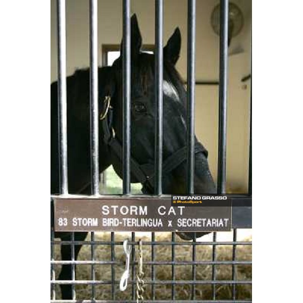 Storm Cat Overbrook Farm Lexington (KY), 6th nov.2006 ph.Stefano Grasso