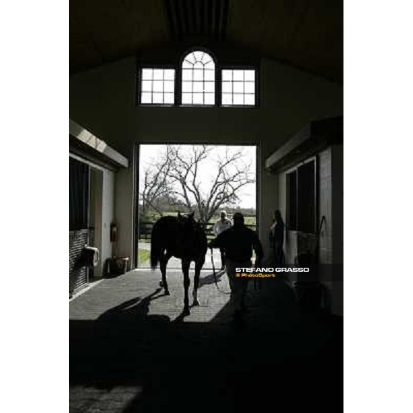 Storm Cat Overbrook Farm Lexington (KY), 6th nov.2006 ph.Stefano Grasso