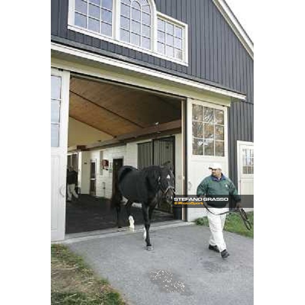 Storm Cat Overbrook Farm Lexington (KY), 6th nov.2006 ph.Stefano Grasso