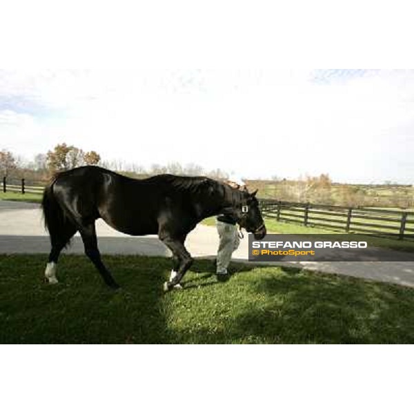 Storm Cat Overbrook Farm Lexington (KY), 6th nov.2006 ph.Stefano Grasso