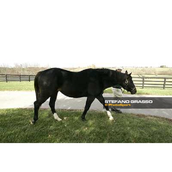 Storm Cat Overbrook Farm Lexington (KY), 6th nov.2006 ph.Stefano Grasso