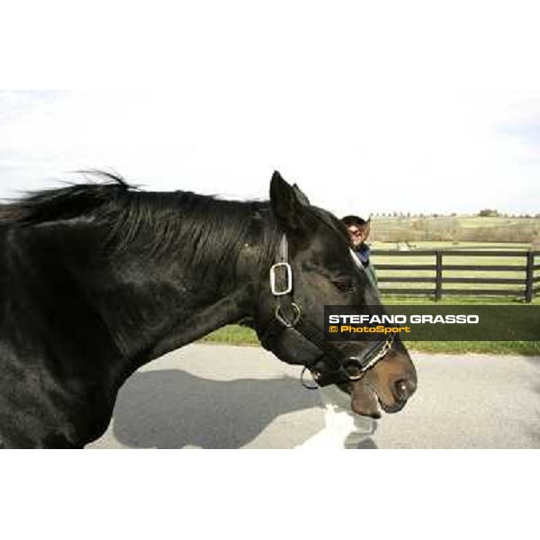 Storm Cat Overbrook Farm Lexington (KY), 6th nov.2006 ph.Stefano Grasso