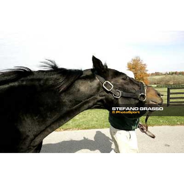 Storm Cat Overbrook Farm Lexington (KY), 6th nov.2006 ph.Stefano Grasso