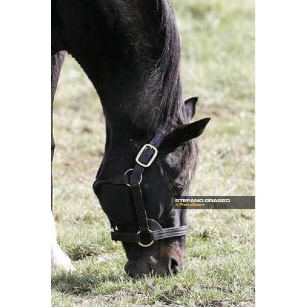 Storm Cat Overbrook Farm Lexington (KY), 6th nov.2006 ph.Stefano Grasso