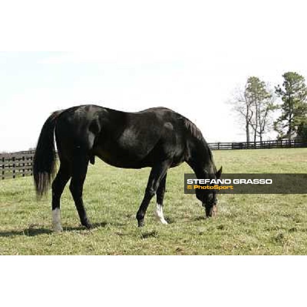 Storm Cat Overbrook Farm Lexington (KY), 6th nov.2006 ph.Stefano Grasso