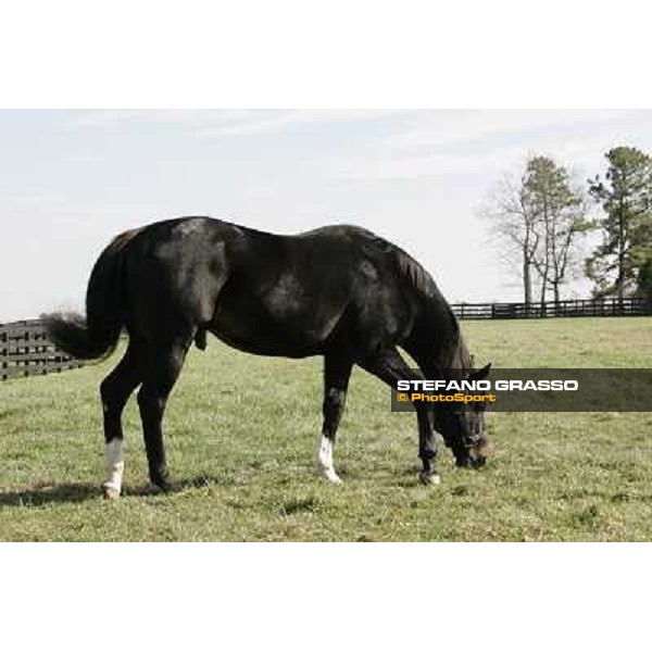 Storm Cat Overbrook Farm Lexington (KY), 6th nov.2006 ph.Stefano Grasso