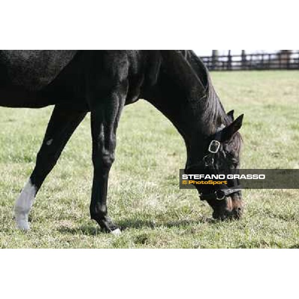 Storm Cat Overbrook Farm Lexington (KY), 6th nov.2006 ph.Stefano Grasso