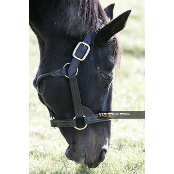 Storm Cat Overbrook Farm Lexington (KY), 6th nov.2006 ph.Stefano Grasso