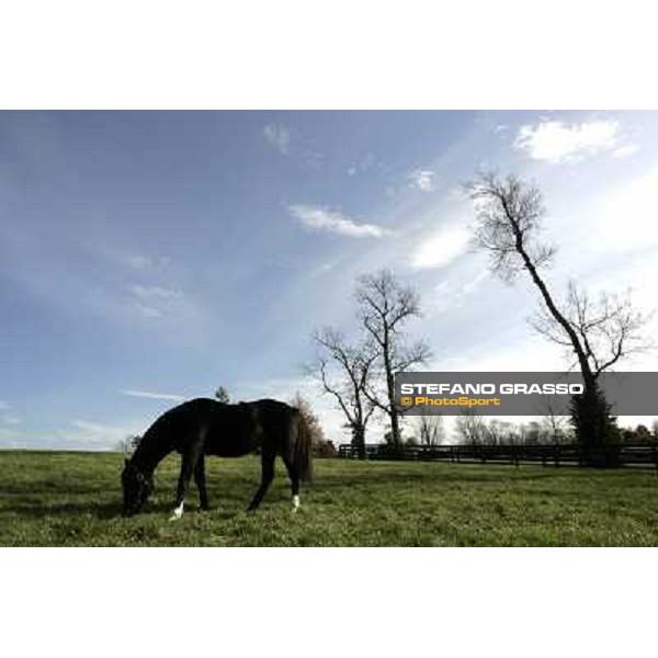 Storm Cat Overbrook Farm Lexington (KY), 6th nov.2006 ph.Stefano Grasso