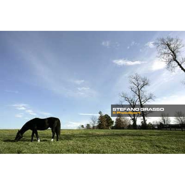 Storm Cat Overbrook Farm Lexington (KY), 6th nov.2006 ph.Stefano Grasso