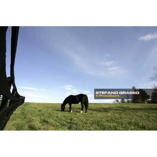 Storm Cat Overbrook Farm Lexington (KY), 6th nov.2006 ph.Stefano Grasso