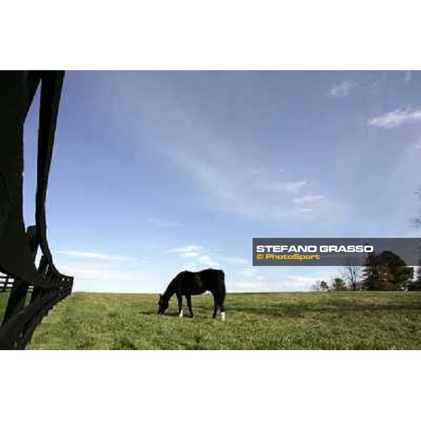 Storm Cat Overbrook Farm Lexington (KY), 6th nov.2006 ph.Stefano Grasso